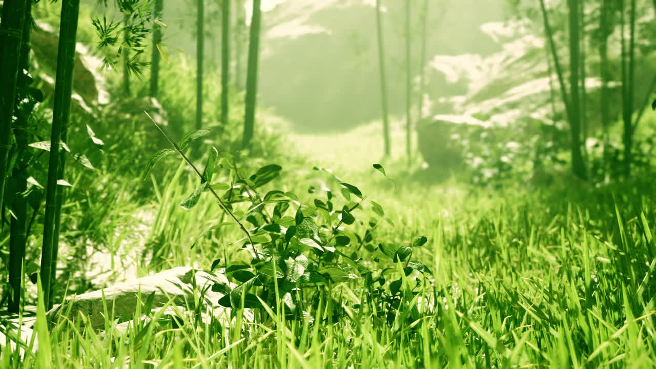 조용한 대나무 숲의 장면