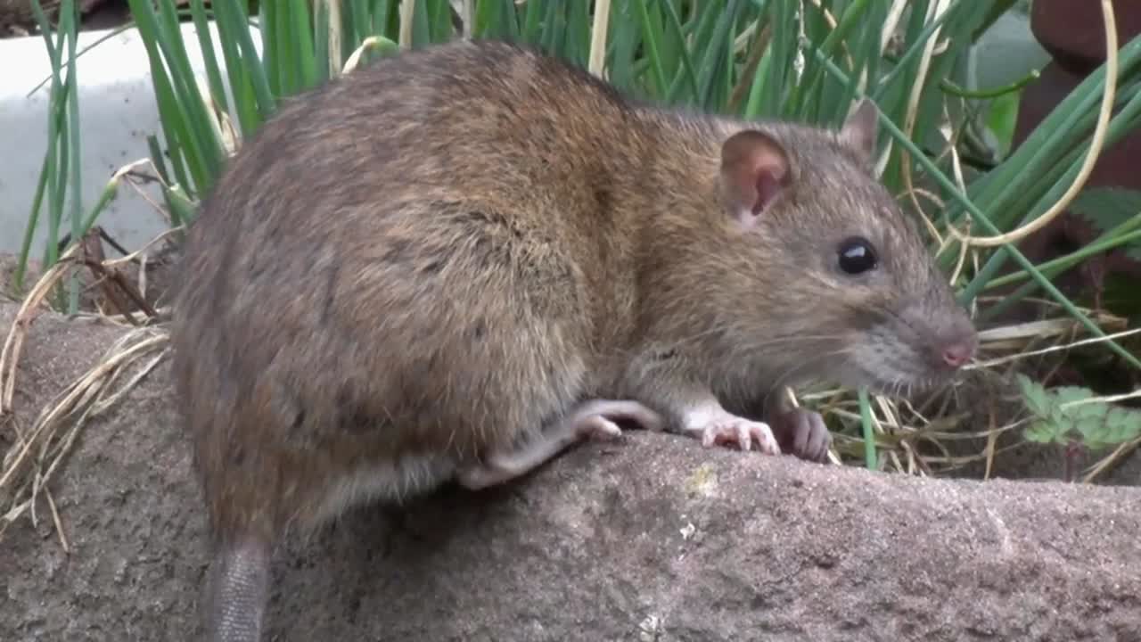 una rata marrón, rattus norvegicus