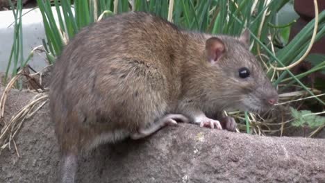 a brown rat, rattus norvegicus