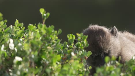 baboons foraging in native fynbos vegetation for berries