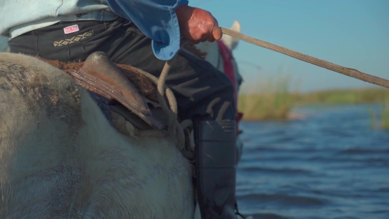 Uomo di campagna su cavallo bianco cavalca nell'acqua tenendo una corda, slow motion