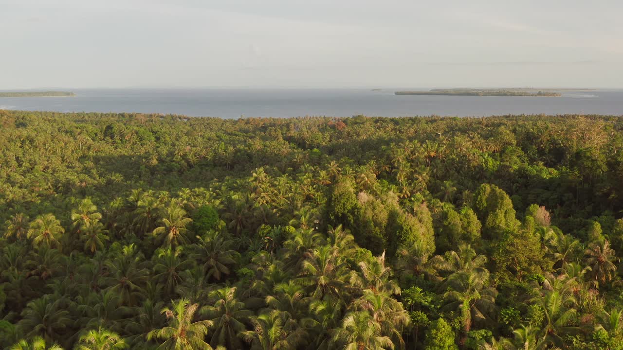 High up view of the dense jungle on a small tropical island in the Mentawai, Indonesia