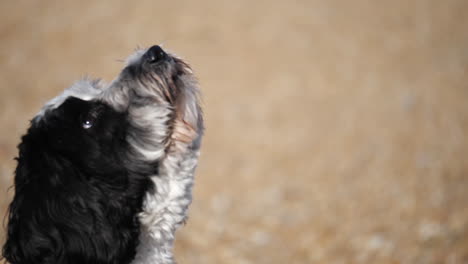 Adorable-labradoodle-dog-on-a-shingle-beach-in-the-UK-catching-a-tennis-ball