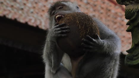 mono comiendo un coco