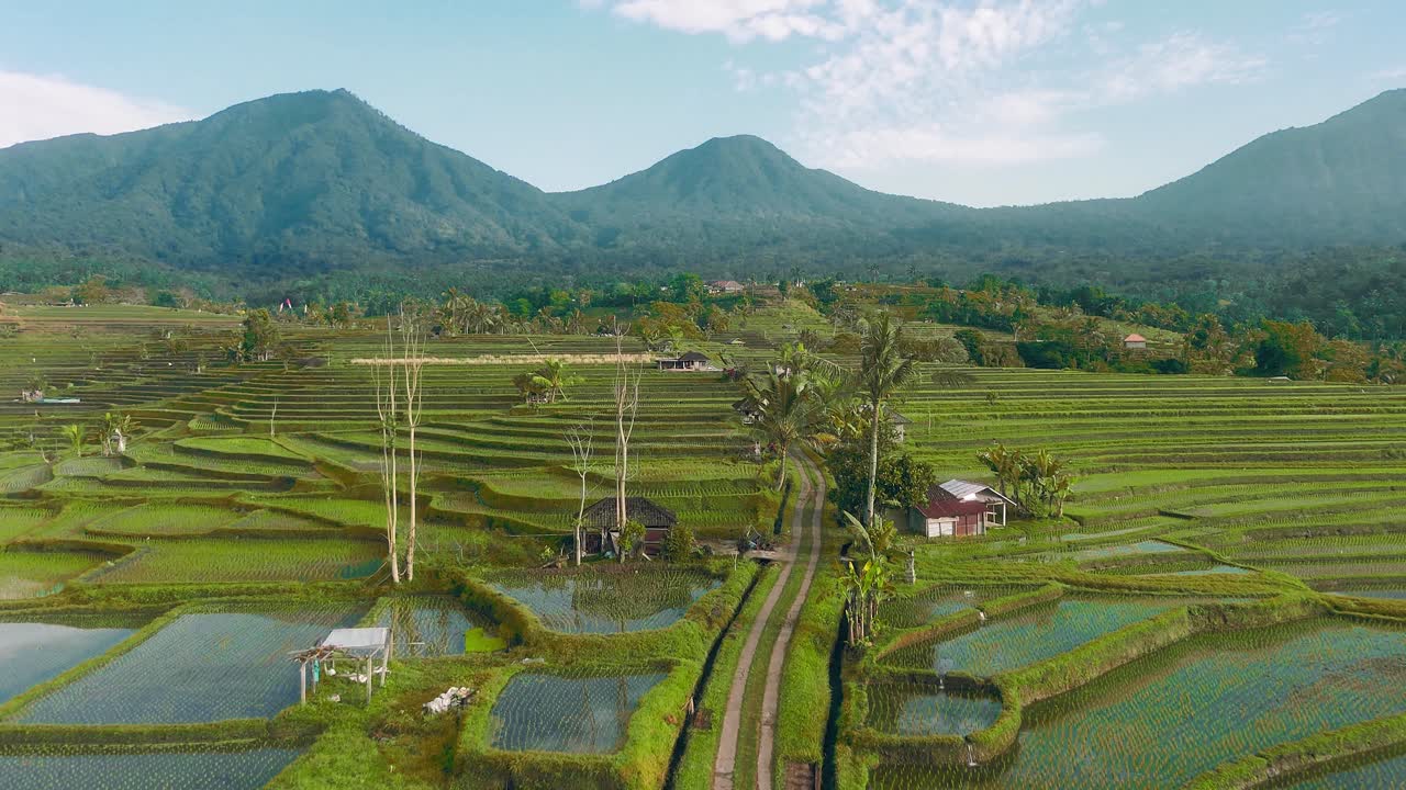 Aerial of wide tropical rice terracesand green palm tree hills at base of volcano in Jatiluwih, Bali, Indonesia