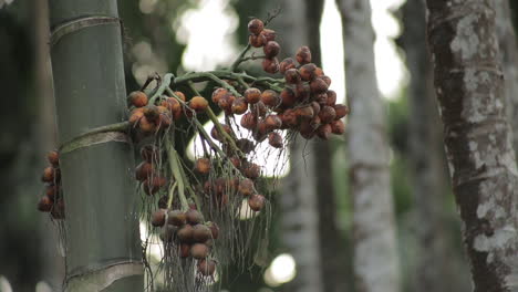 Close up zoom in shot of areca nut fruit on tree