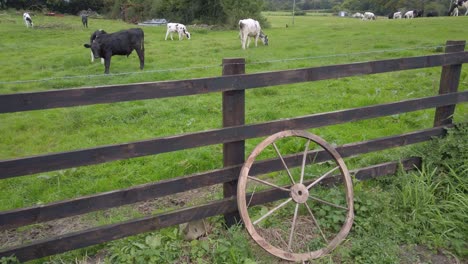 Vacas-Pastando-En-Campo-Verde