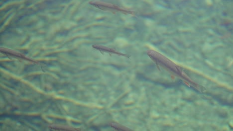 toma en cámara lenta de peces flotando en agua clara y transparente tomada desde el exterior
