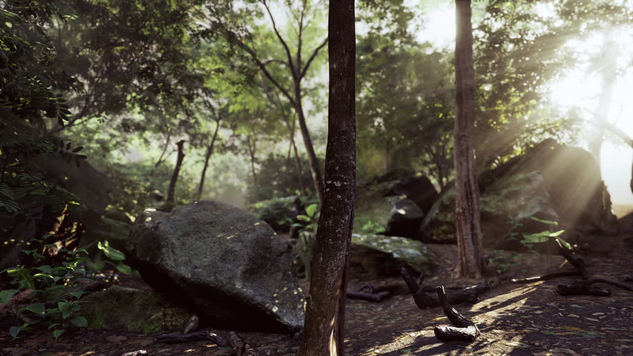 Sun shining through trees in tropical forest