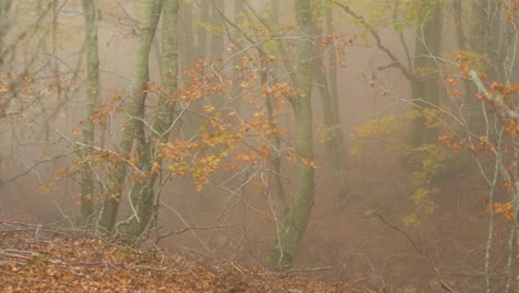 Vista-Panorámica-Del-Bosque-Otoñal-Con-Hojas-Amarillentas-Y-Marrones-Con-Niebla-En-El-Fondo