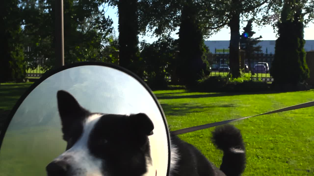 Black and white colored Karelian bear dog that is wearing a recovery or an E-collar in a sunny garden with bokeh blurry background. Dog waits for a treat on a leash and is running to the left slowly