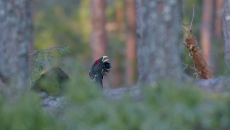 Male-western-capercaillie-roost-on-lek-site-in-lekking-season-close-up-in-pine-forest-morning-light