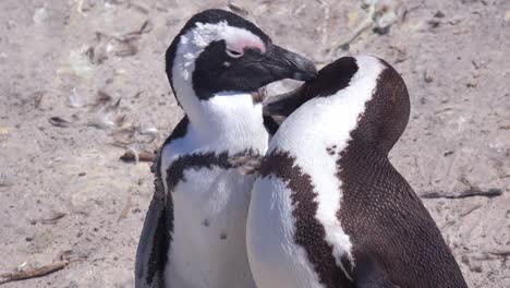 jackass black footed penguins groom each other on a beach on the cape of good hope south africa