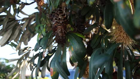 primer plano del cono y las hojas de banksia integrifolia