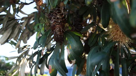 close-up of banksia integrifolia cone and leaves