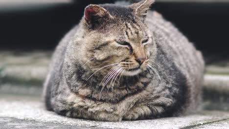 Lindo-Y-Adorable-Gato-Tumbado-Tranquilamente-En-La-Calle