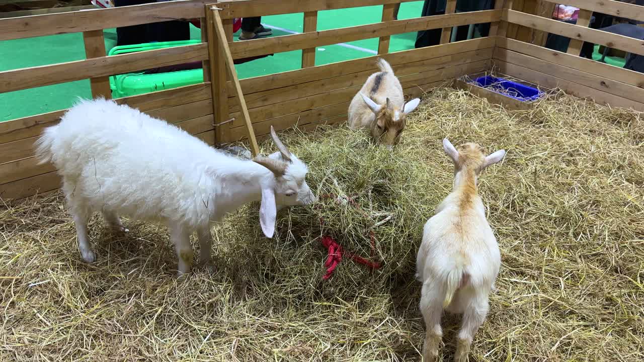 Tre capre domestiche mangiano fieno nel recinto interno di uno zoo didattico, primo piano a mano libera, illuminazione intensa