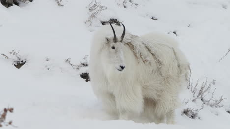 mountain goat standing on the snow in winter in yukon, canada. - wide static shot