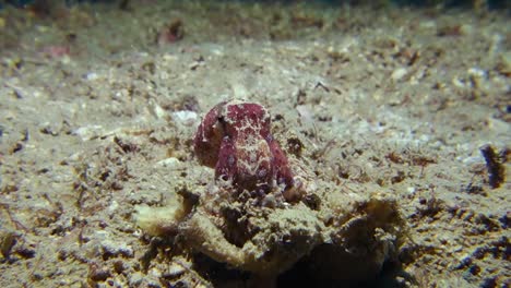 el pulpo anillado azul venenoso mortal tóxico se aferra a los escombros de coral en el sitio de buceo