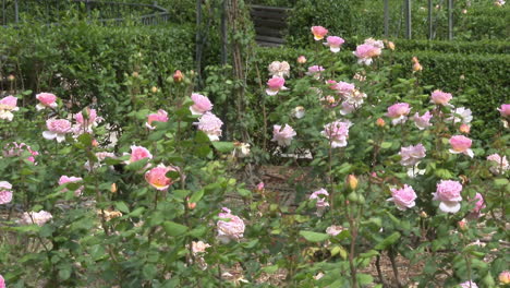 beautiful pink rose garden