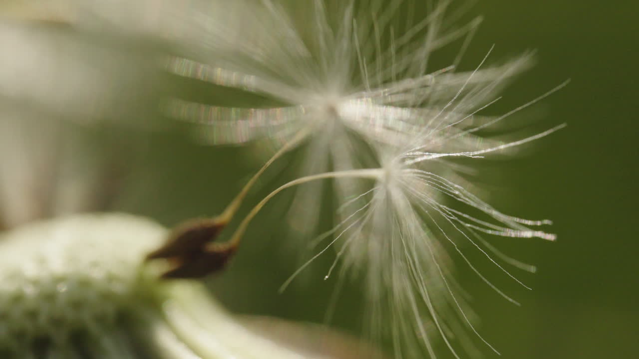 Dandelion Seed Head Close-up