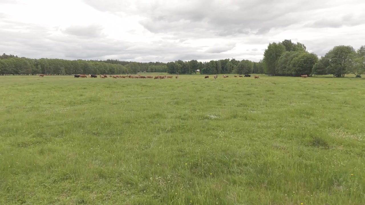 Vista ampla de gado espalhado por uma pastagem verde exuberante perto da floresta, com vacas mistas marrons, pretas e peludas em uma paisagem rural tranquila.