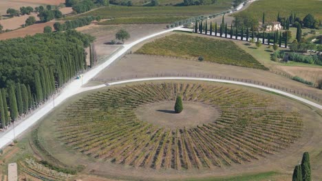 stunning aerial top view flight cypress round circle tuscany wine growing area mediteran italy fall 23