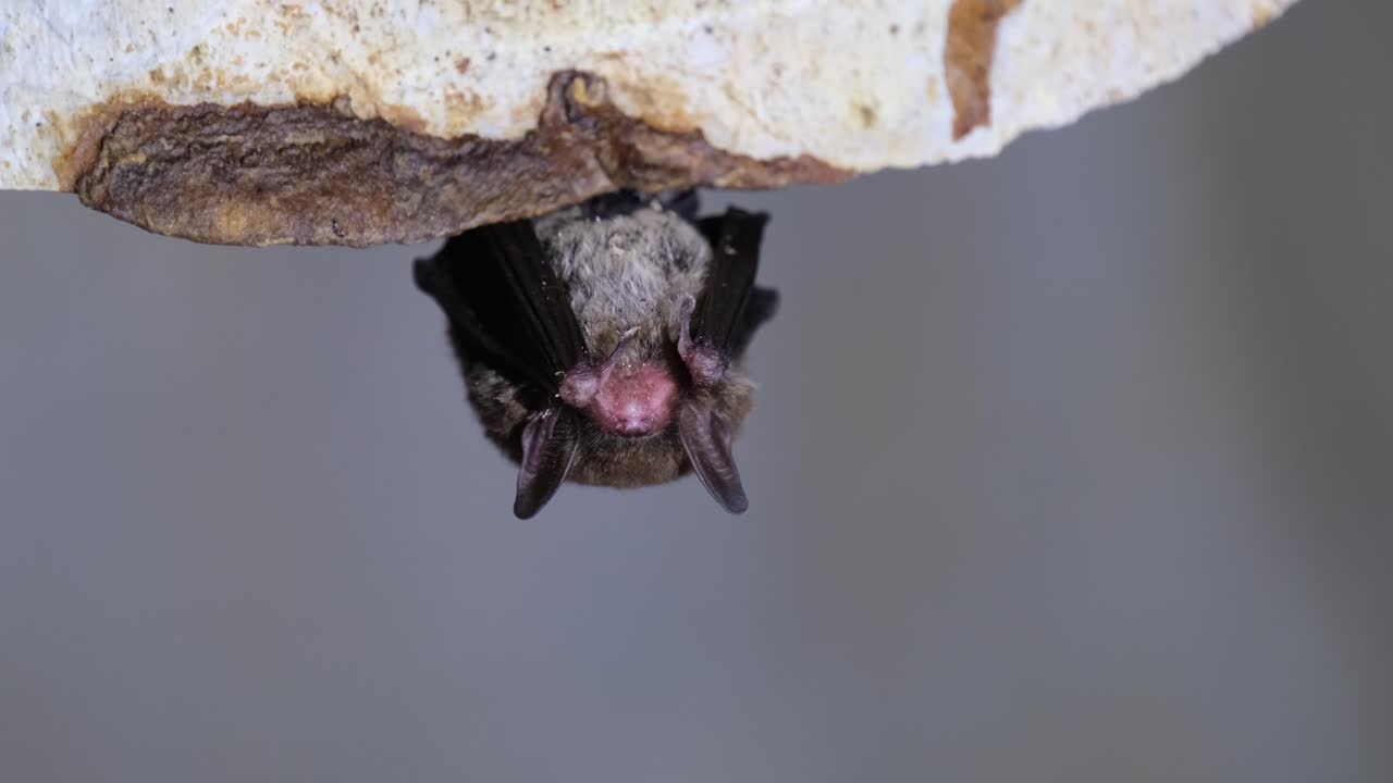 Sleeping while hanging on the side of the cave, Kitti&rsquo;s hog-nosed bat, Bumblebee bat, Craseonycteris thonglongyai