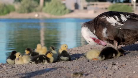 cute beautiful ducklings being checked by her mother while they are standing next to a lake