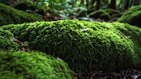 moss covered rocks in a forest