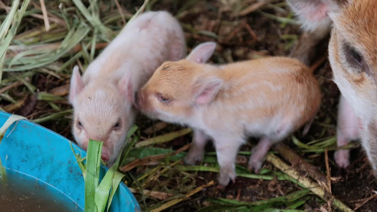 Footage of tiny piglets eating and exploring in a rustic Hawaiian farm setting. Natural behavior, soft lighting, and organic textures perfect for agriculture, education, or lifestyle use. 1 of 3