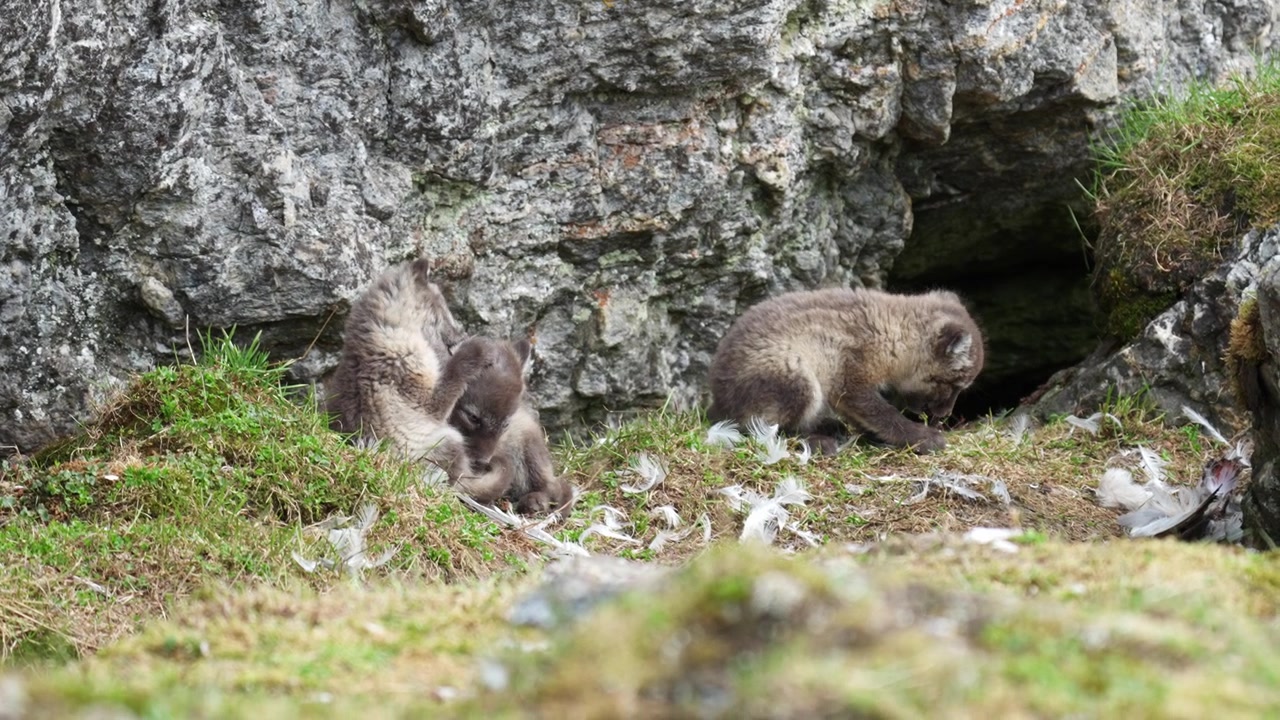 Adorabili cuccioli di volpe artica nel loro habitat naturale, Svalbard, Norvegia.