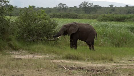 vulnerable tusker elephant grazing at akagera national park rwanda africa