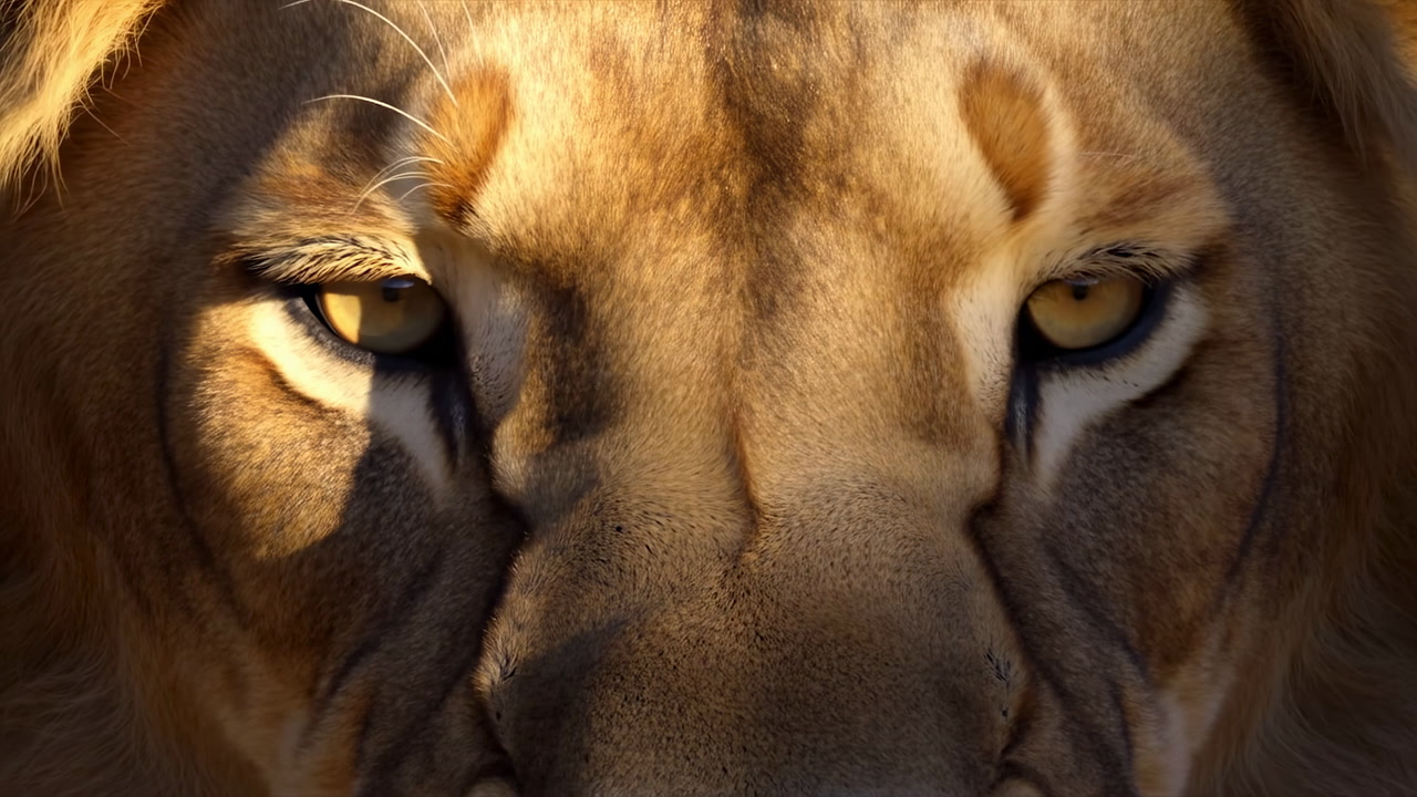 Close Up Lion Eyes In Golden Light, Intense Stare Of Adult Lion On Savanna, Amber Irises, Textured Mane, Sharp
