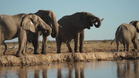 elephant herd drink water by the lake in sunny day