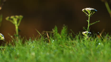 Frühes-Sonnenlicht-Trifft-Auf-Leuchtend-Grünen-Tau,-Frisches-Gras-Und-Blumen,-Makropfanne