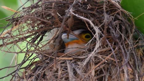 The-Silver-breasted-Broadbill-is-a-famous-bird-in-Thailand,-both-local-and-international