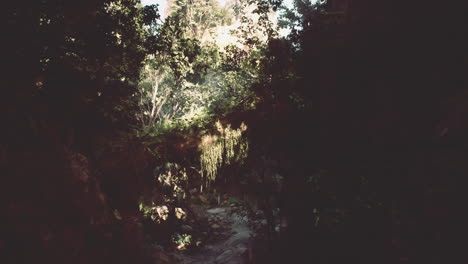 exploring the lush greenery of vietnams serene jungle landscape at dawn