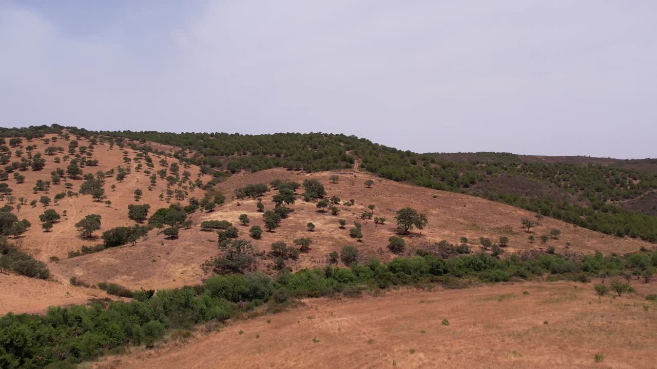 Flyover typical portuguese landscape, goat and lambs graze on dry meadow, Alentejo