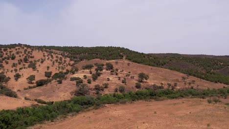 Flyover-typical-portuguese-landscape,-goat-and-lambs-graze-on-dry-meadow,-Alentejo