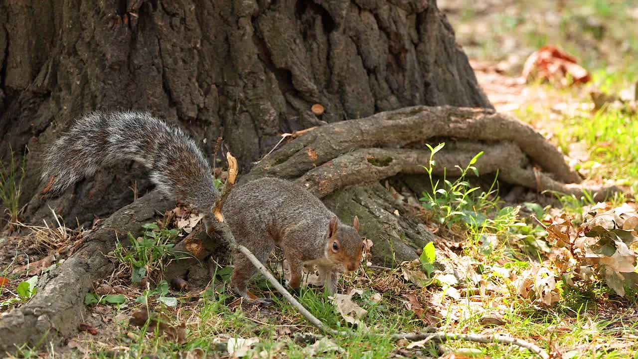 ardilla moviéndose alrededor de la base del árbol en el parque