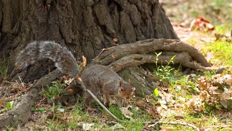 squirrel moving around tree base in park