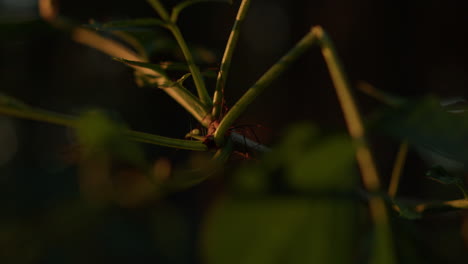 close up shot of a harvestman insect hiding between plants