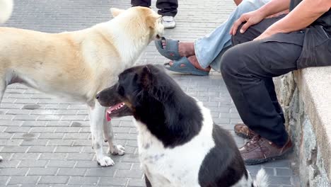 two dogs interacting near seated people