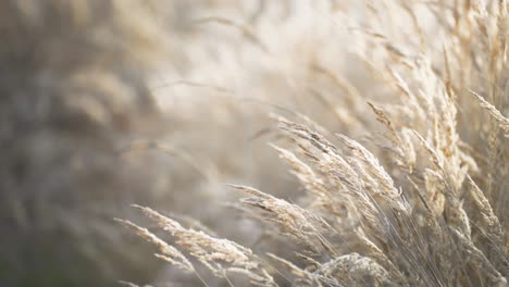 A-mesmerizing-close-up-of-dry-grass-ears-swaying-gracefully-in-the-wind,-with-a-soft-and-blurry-background