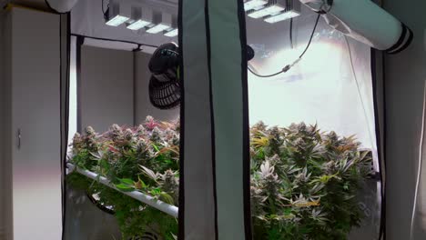 Shot-of-a-cannabis-plants-growing-in-a-grow-tent-during-flowering-stage