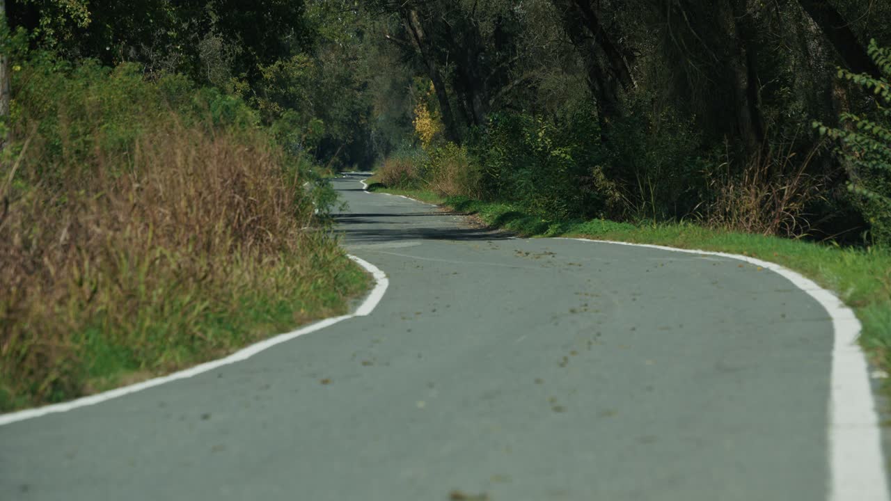 Curving rural road surrounded by dense trees and wild grass in Lonjsko Polje Krapje Croatia