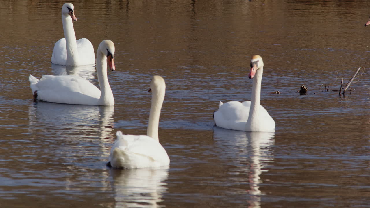 Detailed slow motion of spring swans preparing for mating and grooming.