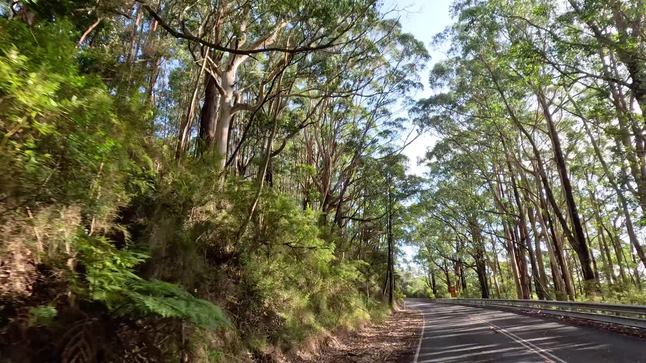 울창 한 숲 을 가로질러 휘어지는 길
