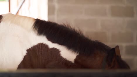 clip cinematográfico en cámara lenta de un caballo blanco-marrón en un establo
